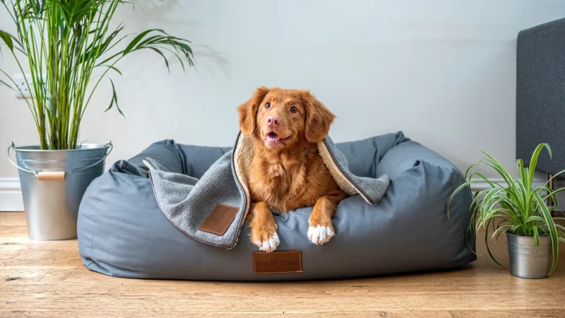 Greatest Indestructible Dog Beds In 2023 Professionals & Pup Parents Consider Highly