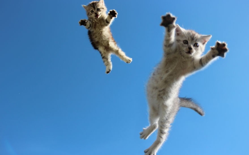 kicking ya jumping cat)
