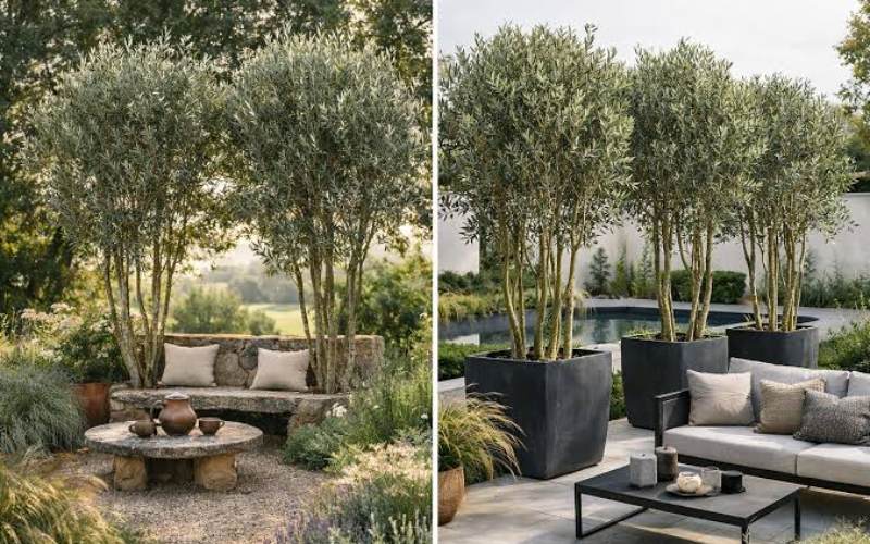 Architectural Accent Tree